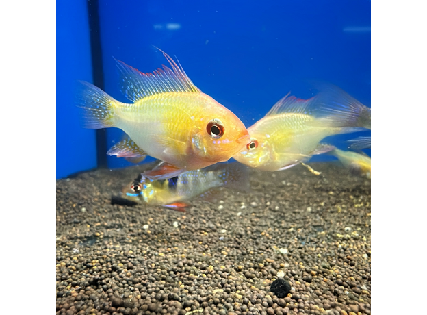 Апистограмма рамирези ассорти L (Mikrogeophagus ramirezi)