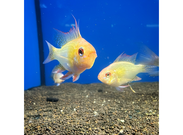 Апистограмма рамирези ассорти L (Mikrogeophagus ramirezi)