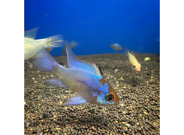 Апистограмма рамирези ассорти L (Mikrogeophagus ramirezi)