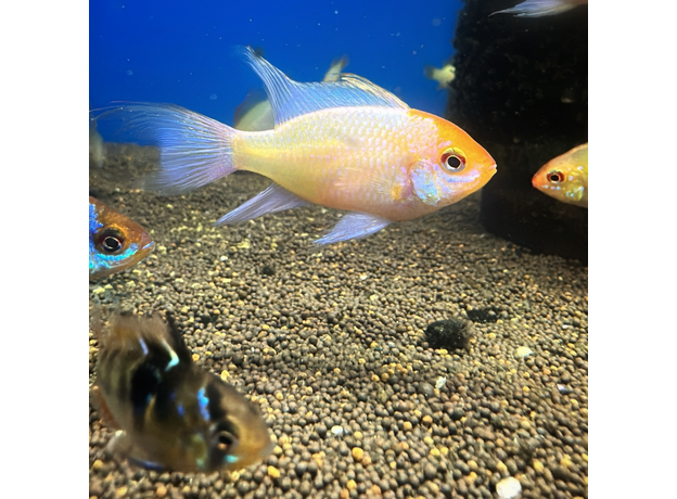 Апистограмма рамирези ассорти L (Mikrogeophagus ramirezi)