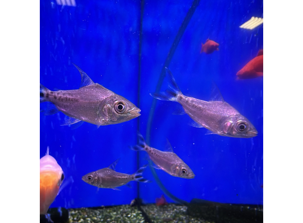 Семапрохилолдус многоштриховый (Semaprochilodus latipes "taeniurus")