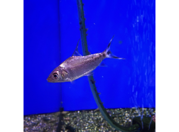 Семапрохилолдус многоштриховый (Semaprochilodus latipes "taeniurus")