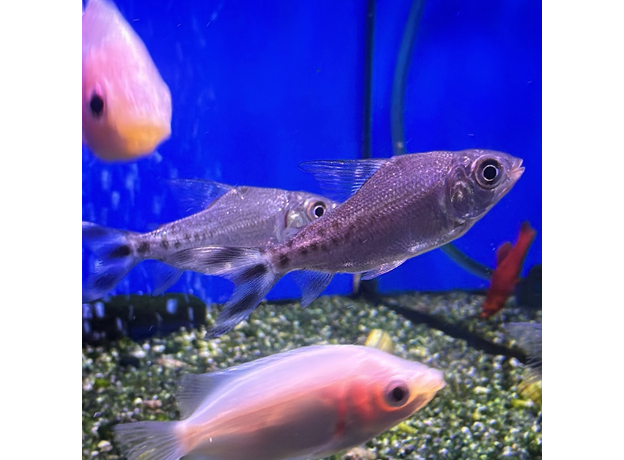 Семапрохилолдус многоштриховый (Semaprochilodus latipes "taeniurus")