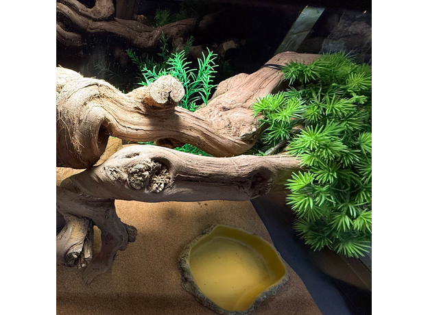 Террариумный комплект "Хвойный перевал"