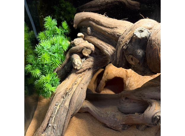 Террариумный комплект "Хвойный перевал"