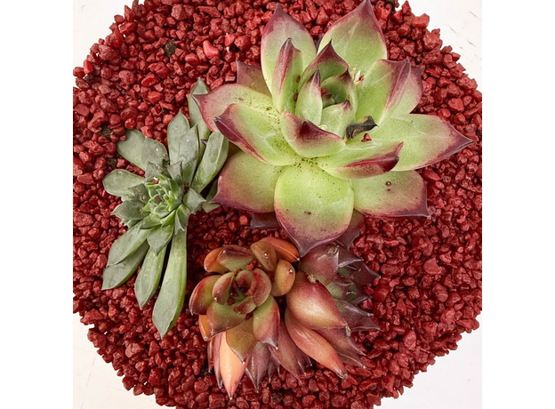 Флорариум "Красная королева"