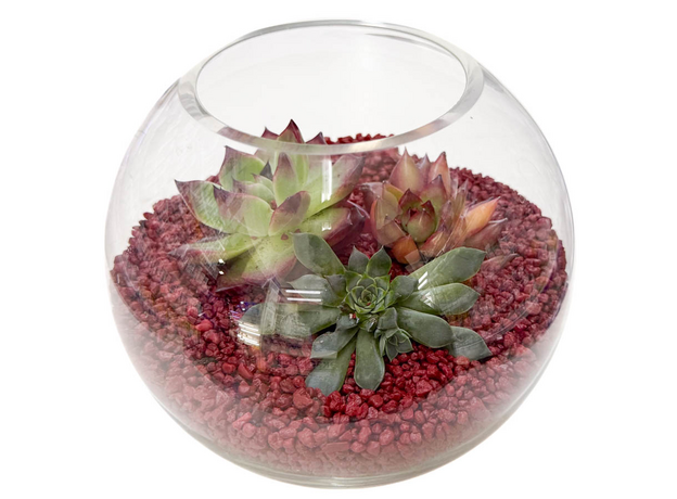 Флорариум "Красная королева"