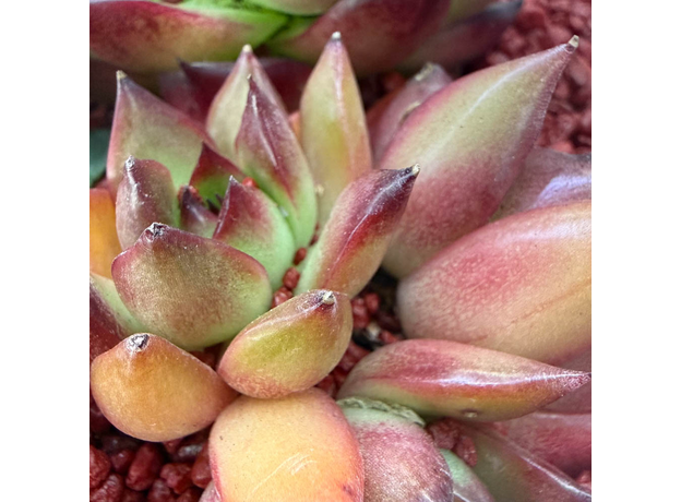 Флорариум "Красная королева"