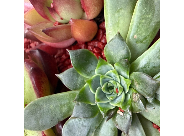 Флорариум "Красная королева"