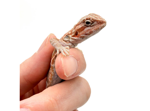 Агама бородатая Red Hypo Leatherback  translucent  het zero (Stripe Bluebar Tiger)