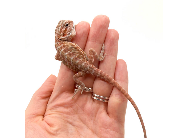 Агама бородатая Red Hypo Leatherback  translucent  het zero (Stripe Bluebar Tiger)