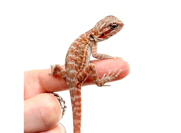 Агама бородатая Red Hypo Leatherback  translucent  het zero (Stripe Bluebar Tiger)