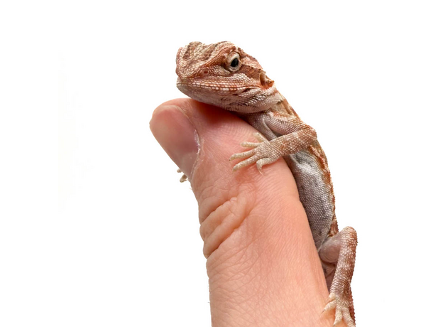 Агама бородатая Red Hypo Leatherback  translucent  het zero (Stripe Bluebar Tiger)