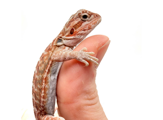Агама бородатая Red Hypo Leatherback  translucent  het zero (Stripe Bluebar Tiger)