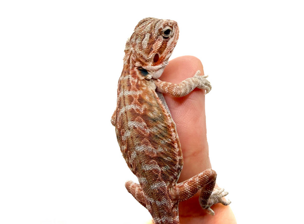 Агама бородатая Red Hypo Leatherback  translucent  het zero (Stripe Bluebar Tiger)