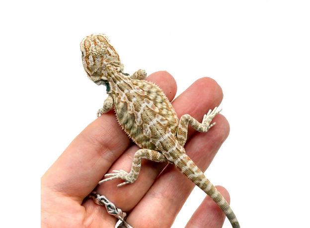 Агама бородатая Hypo Leatherback  het translucent  het zero (Stripe bluebar tiger)