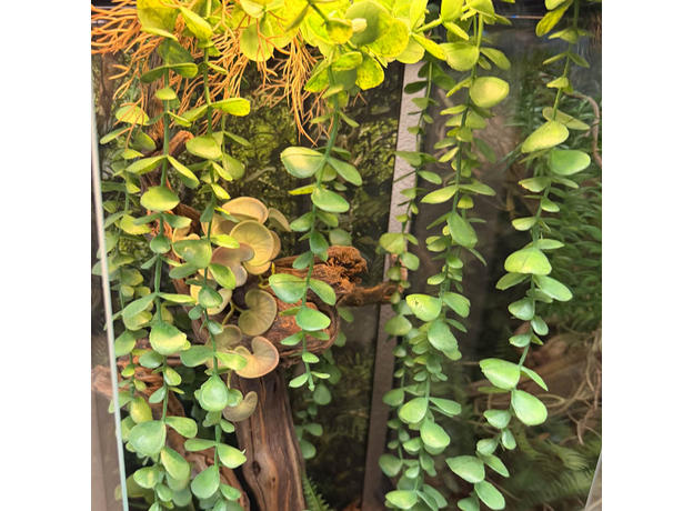 Террариумный комплект "Ривенделл"