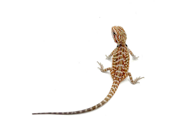 Агама бородатая Hypo Leatherback  het translucent  het zero (Stripe bluebar tiger)