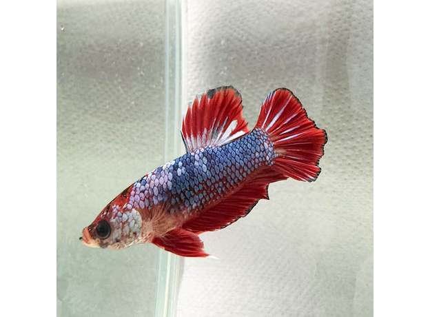 Петушок плакат Халфмун (самец) (Betta splendens var.)