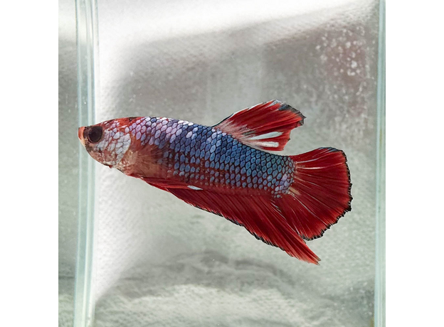 Петушок плакат Халфмун (самец) (Betta splendens var.)