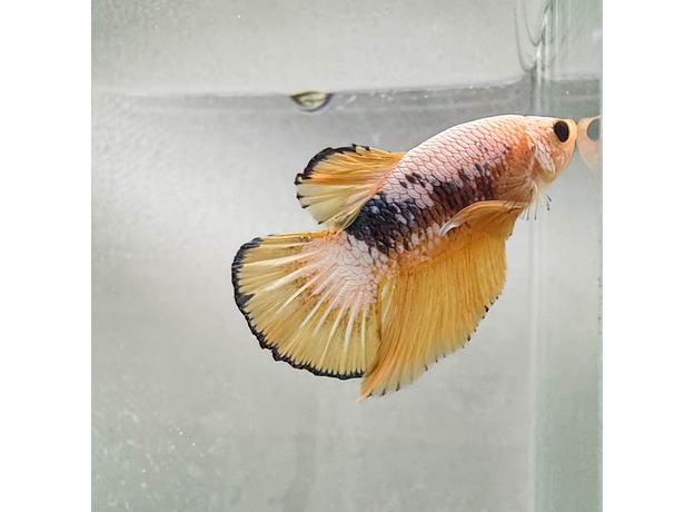 Петушок плакат Халфмун (самец) (Betta splendens var.)