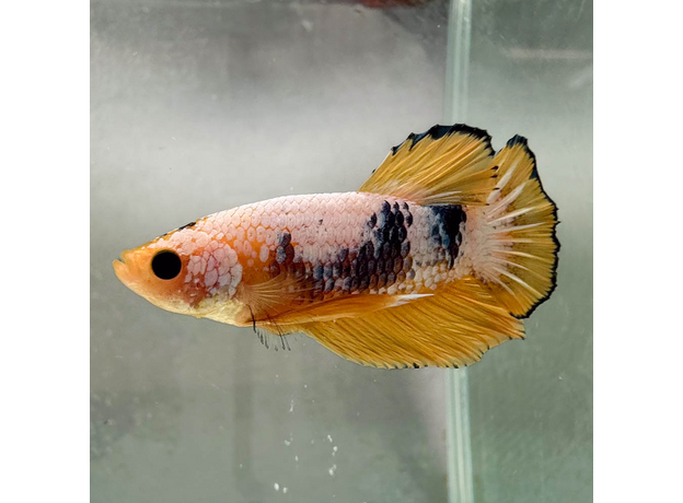Петушок плакат Халфмун (самец) (Betta splendens var.)