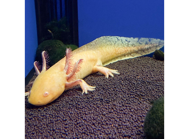 Аксолотль золотой (M)