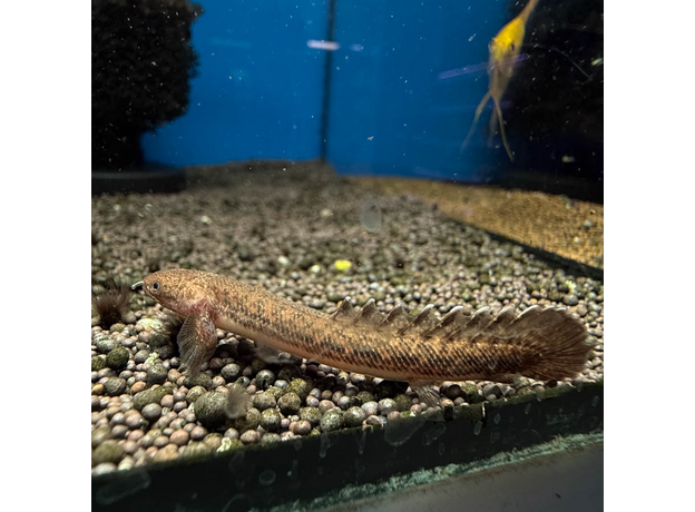 Полиптерус Теугелси (Polypterus teugelsi)