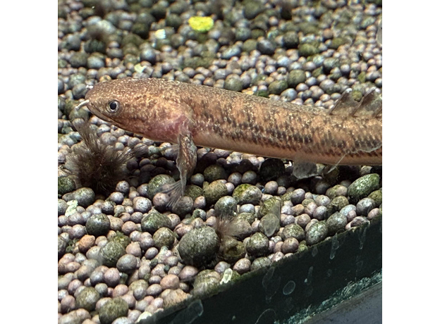 Полиптерус Теугелси (Polypterus teugelsi)