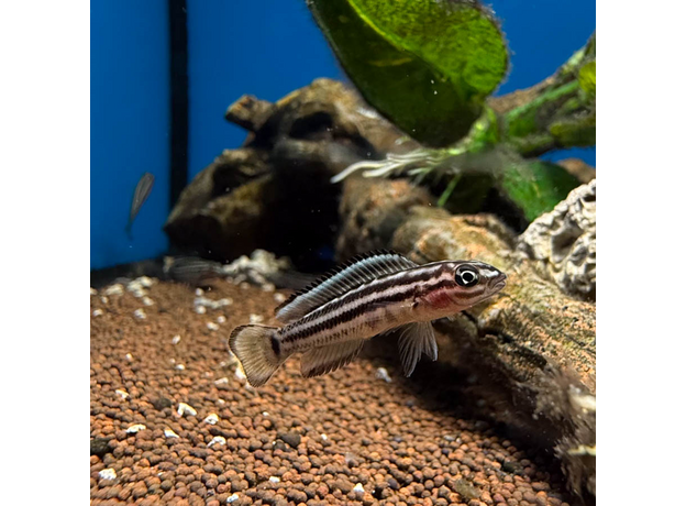 Юлидохромис Регани (Julidochromis regani)