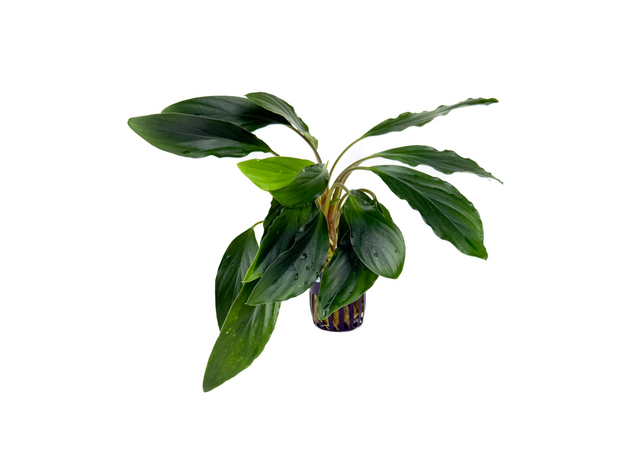 Хомаломена серебристая (в горшке) (Homalomena sp silver)