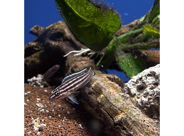 Юлидохромис Регани (Julidochromis regani)