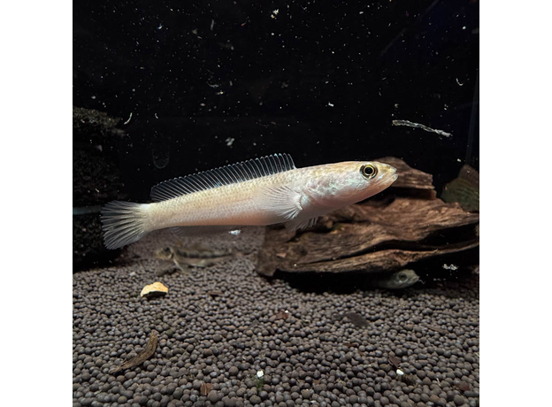 Змееголов пульхера золотой (Channa pulchra)