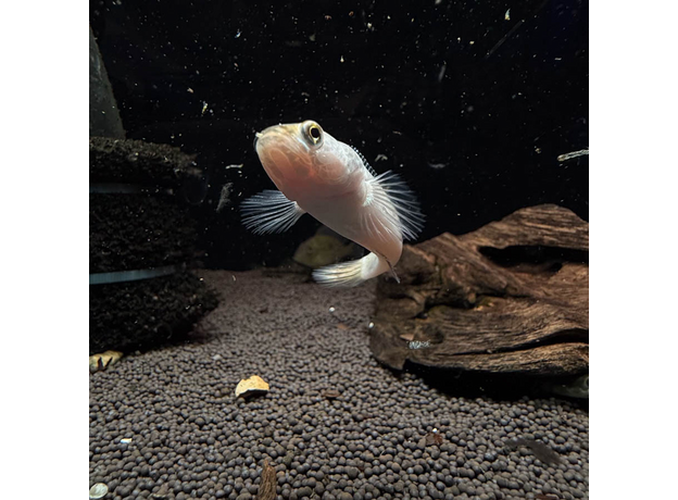 Змееголов пульхера золотой (Channa pulchra)