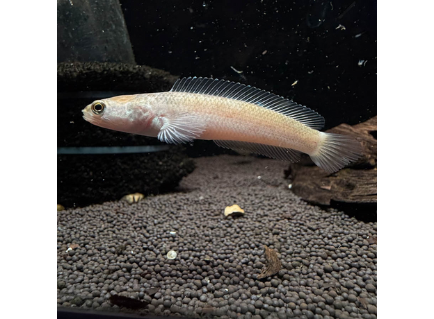 Змееголов пульхера золотой (Channa pulchra)