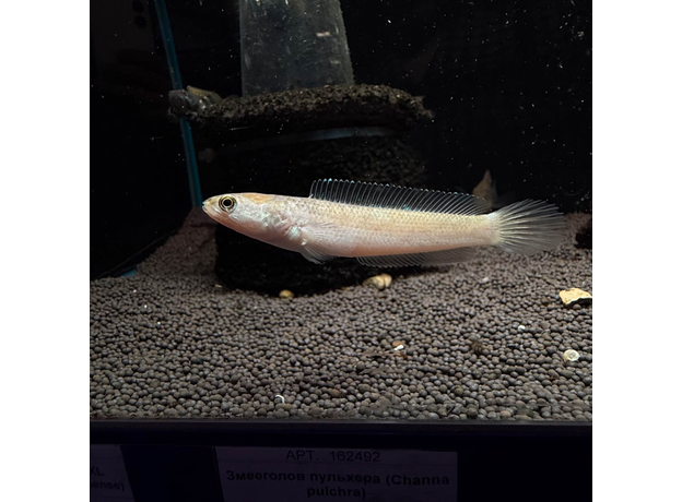 Змееголов пульхера золотой (Channa pulchra)