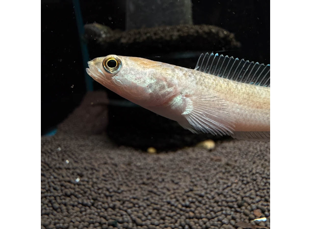 Змееголов пульхера золотой (Channa pulchra)