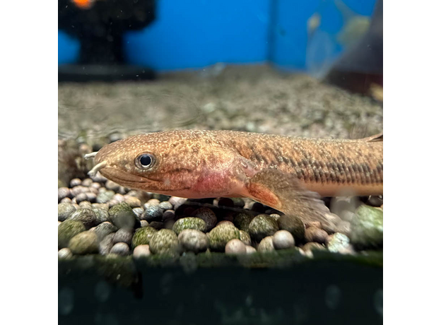 Полиптерус Теугелси (Polypterus teugelsi)