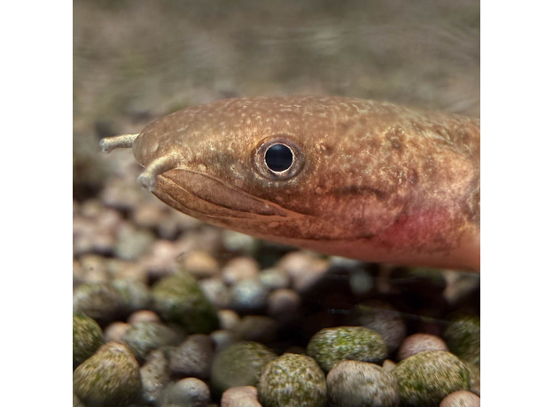 Полиптерус Теугелси (Polypterus teugelsi)