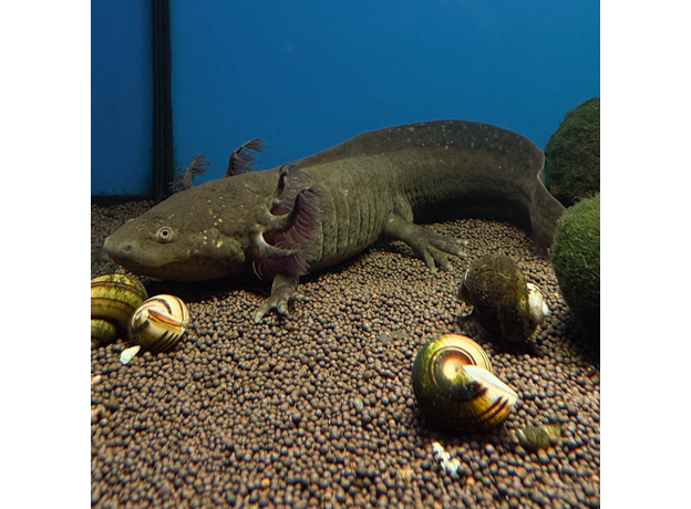 Аксолотль XL