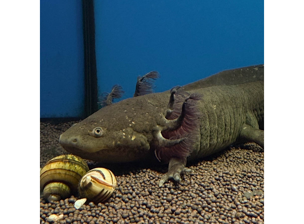 Аксолотль XL