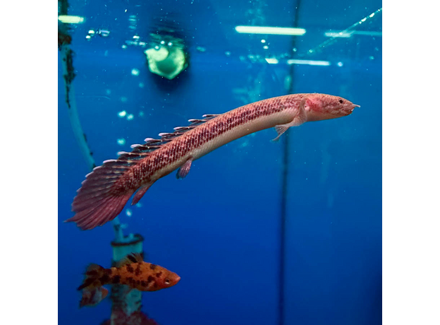 Полиптерус Теугелси (Polypterus teugelsi)