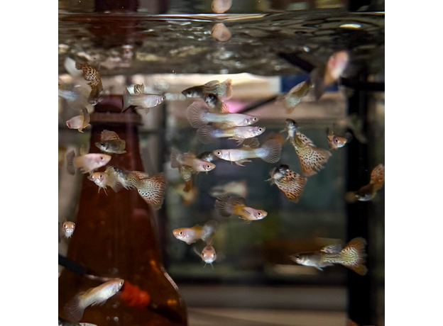 Гуппи Пингу (самцы) ( Poecilia reticulate var. Pingu)