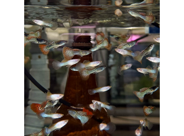 Гуппи Пингу (самцы) ( Poecilia reticulate var. Pingu)