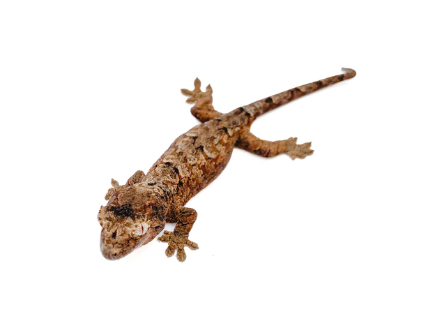 Геккон новокаледонский чахоа М