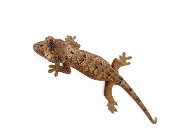 Геккон новокаледонский чахоа М