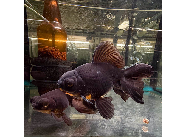 Золотая рыбка Телескоп черный XL (Carassius auratus var.)