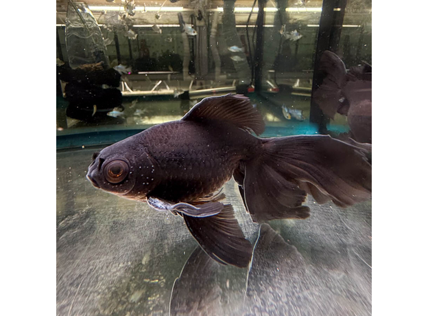 Золотая рыбка Телескоп черный XL (Carassius auratus var.)