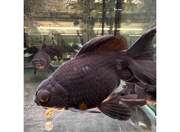 Золотая рыбка Телескоп черный XL (Carassius auratus var.)