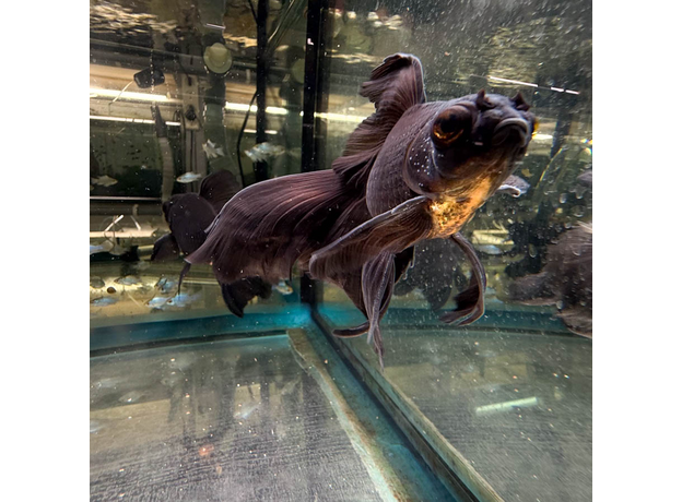 Золотая рыбка Телескоп черный XL (Carassius auratus var.)